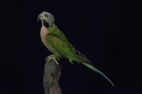 藏品(緋胸鸚鵡)的圖片